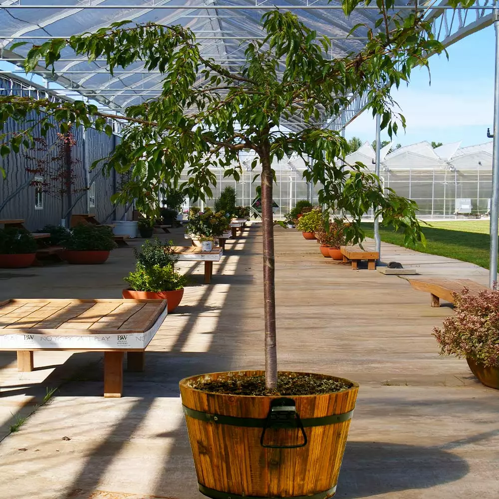 Fast Growing Trees Weeping Extraordinaire™ Cherry Tree 6 Fast Growing Trees Weeping Extraordinaire™ Cherry Tree