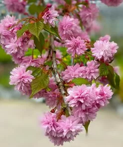 Fast Growing Trees Weeping Extraordinaire™ Cherry Tree 12 Fast Growing Trees Weeping Extraordinaire™ Cherry Tree