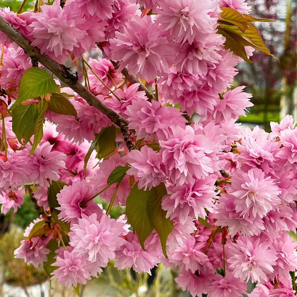 Fast Growing Trees Weeping Extraordinaire™ Cherry Tree 4 Fast Growing Trees Weeping Extraordinaire™ Cherry Tree