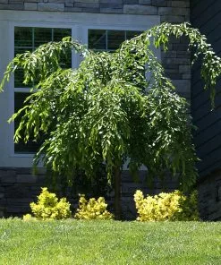 Fast Growing Trees Weeping Extraordinaire™ Cherry Tree 10 Fast Growing Trees Weeping Extraordinaire™ Cherry Tree