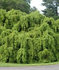 Fast Growing Trees Weeping Hemlock See All Evergreen & Privacy Trees 7 Fast Growing Trees Weeping Hemlock See All Evergreen & Privacy Trees