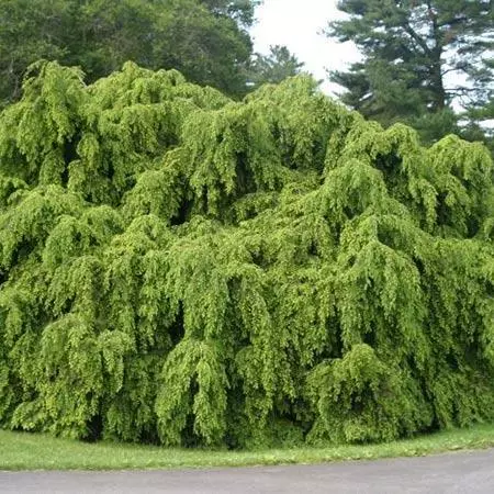 Fast Growing Trees Weeping Hemlock See All Evergreen & Privacy Trees 5 Fast Growing Trees Weeping Hemlock See All Evergreen & Privacy Trees