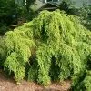 Fast Growing Trees Weeping Hemlock See All Evergreen & Privacy Trees
