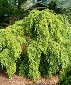 Fast Growing Trees Weeping Hemlock See All Evergreen & Privacy Trees