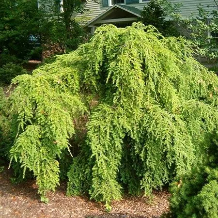 Fast Growing Trees Weeping Hemlock See All Evergreen & Privacy Trees 4 Fast Growing Trees Weeping Hemlock See All Evergreen & Privacy Trees