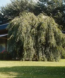 Fast Growing Trees Young's Weeping Birch