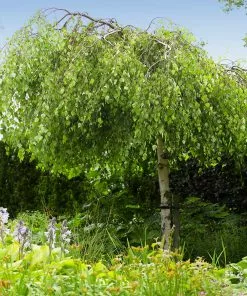 Fast Growing Trees Young's Weeping Birch