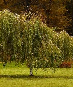 Fast Growing Trees Young's Weeping Birch