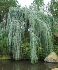 Fast Growing Trees Weeping Blue Atlas Cedar Tree Cedars 9 Fast Growing Trees Weeping Blue Atlas Cedar Tree Cedars