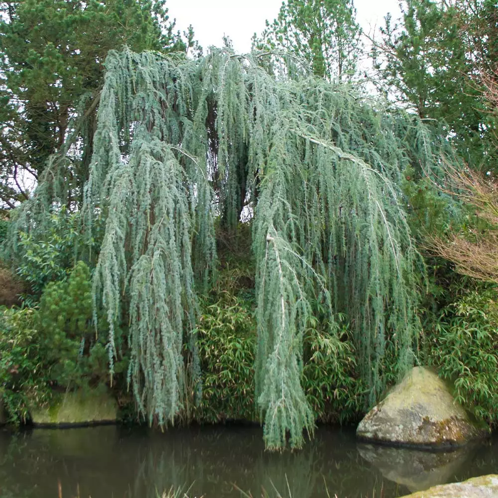 Fast Growing Trees Weeping Blue Atlas Cedar Tree Cedars 6 Fast Growing Trees Weeping Blue Atlas Cedar Tree Cedars