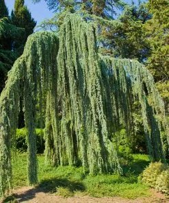 Fast Growing Trees Weeping Blue Atlas Cedar Tree Cedars