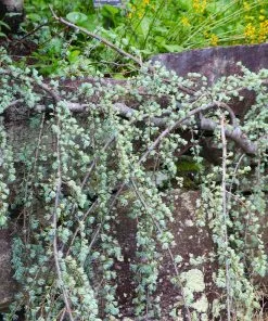 Fast Growing Trees Weeping Blue Atlas Cedar Tree Cedars 8 Fast Growing Trees Weeping Blue Atlas Cedar Tree Cedars