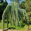 Fast Growing Trees Weeping Blue Atlas Cedar Tree Cedars 2 Fast Growing Trees Weeping Blue Atlas Cedar Tree Cedars