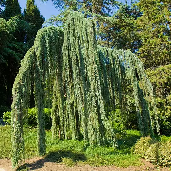Fast Growing Trees Weeping Blue Atlas Cedar Tree Cedars 3 Fast Growing Trees Weeping Blue Atlas Cedar Tree Cedars
