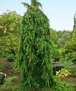 Fast Growing Trees Spruce Trees Weeping Norway Spruce Tree