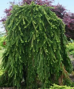Fast Growing Trees Spruce Trees Weeping Norway Spruce Tree 7 Fast Growing Trees Spruce Trees Weeping Norway Spruce Tree