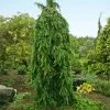 Fast Growing Trees Spruce Trees Weeping Norway Spruce Tree 2 Fast Growing Trees Spruce Trees Weeping Norway Spruce Tree