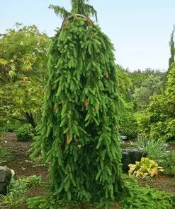 Fast Growing Trees Spruce Trees Weeping Norway Spruce Tree
