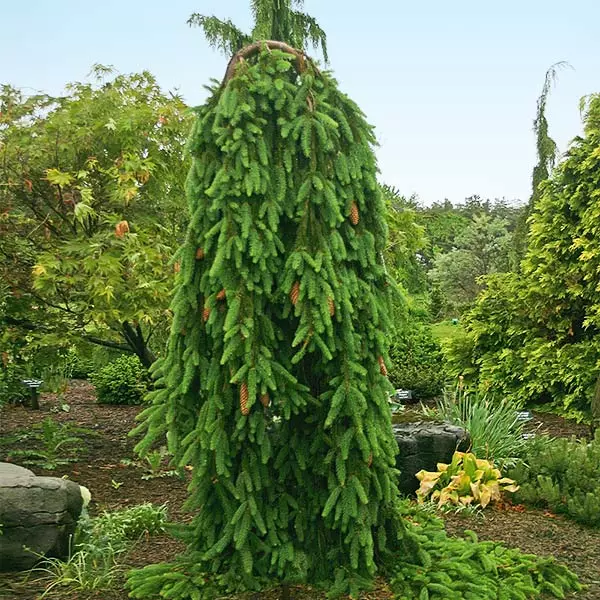 Fast Growing Trees Spruce Trees Weeping Norway Spruce Tree 3 Fast Growing Trees Spruce Trees Weeping Norway Spruce Tree