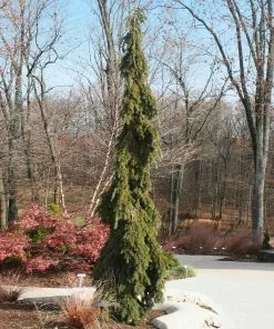 Fast Growing Trees Weeping White Spruce Tree 9 Fast Growing Trees Weeping White Spruce Tree