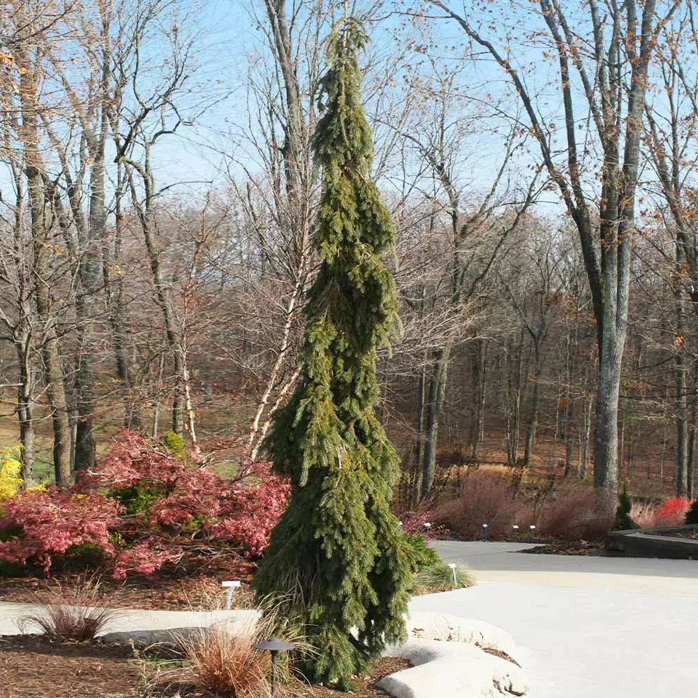 Fast Growing Trees Weeping White Spruce Tree 6 Fast Growing Trees Weeping White Spruce Tree