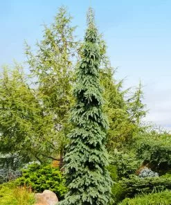Fast Growing Trees Weeping White Spruce Tree 8 Fast Growing Trees Weeping White Spruce Tree