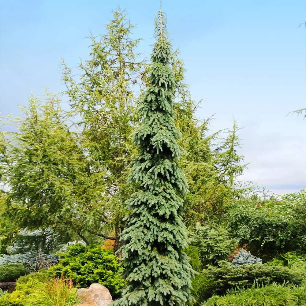 Fast Growing Trees Weeping White Spruce Tree 5 Fast Growing Trees Weeping White Spruce Tree