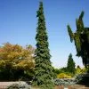 Fast Growing Trees Weeping White Spruce Tree 2 Fast Growing Trees Weeping White Spruce Tree