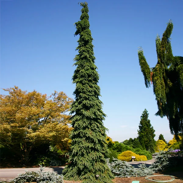 Fast Growing Trees Weeping White Spruce Tree 3 Fast Growing Trees Weeping White Spruce Tree