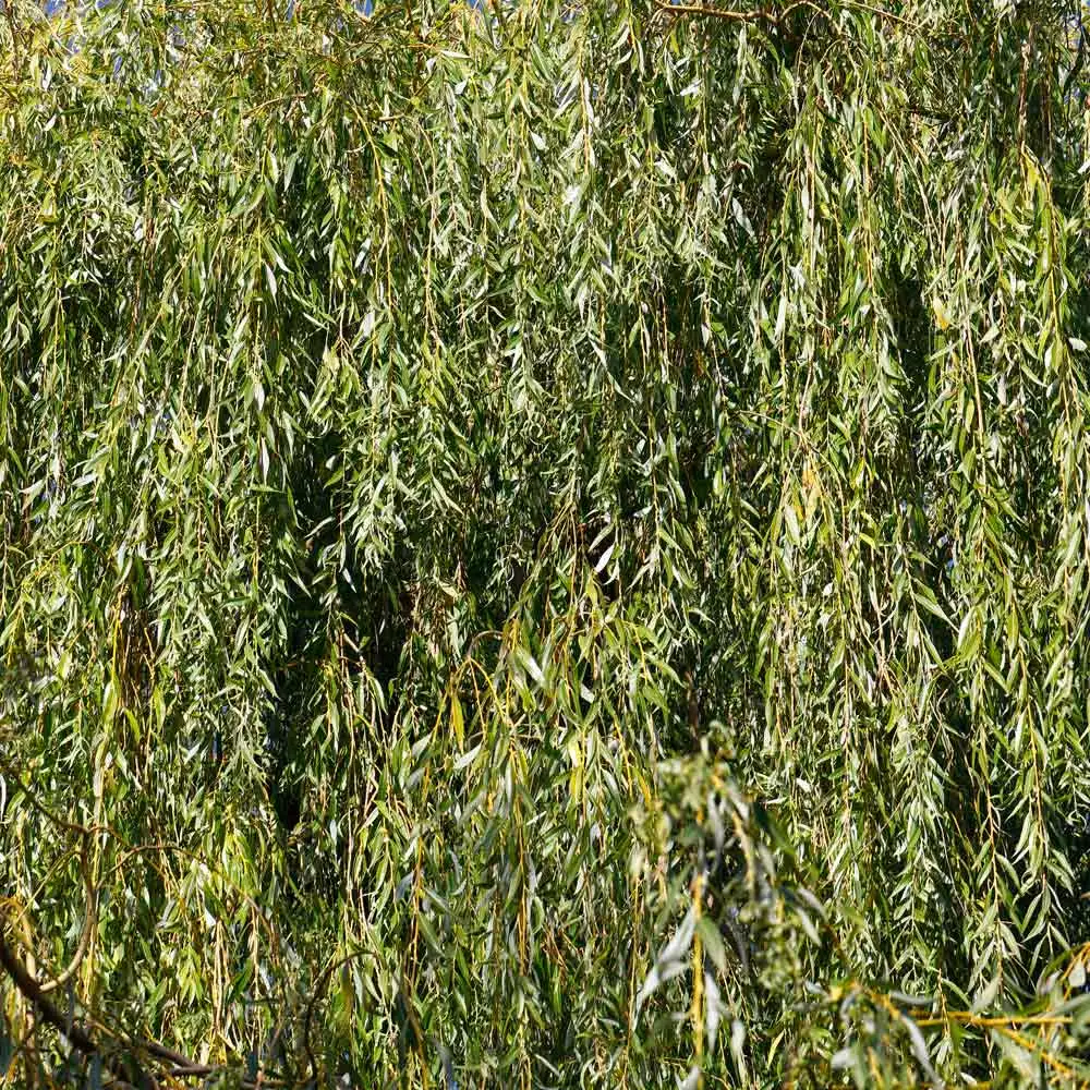 Fast Growing Trees Weeping Willow Willow Trees 7 Fast Growing Trees Weeping Willow Willow Trees