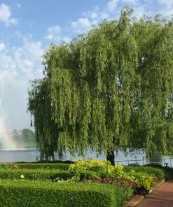 Fast Growing Trees Weeping Willow Willow Trees