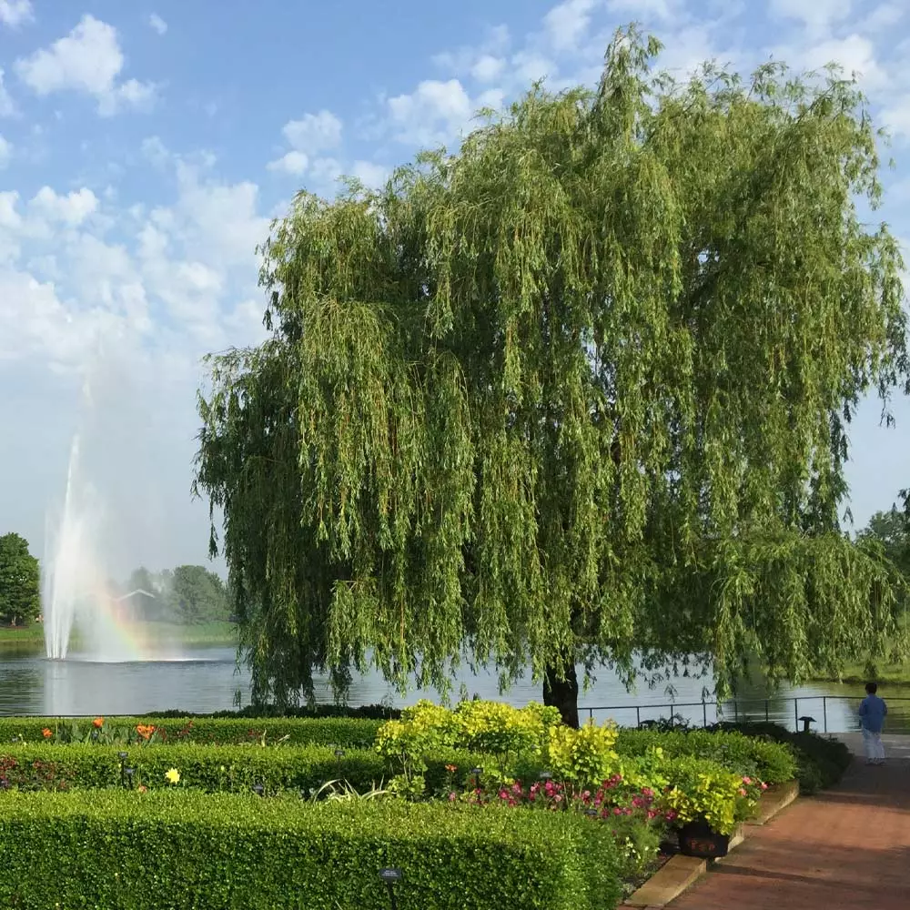 Fast Growing Trees Weeping Willow Willow Trees 4 Fast Growing Trees Weeping Willow Willow Trees