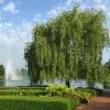 Fast Growing Trees Weeping Willow Willow Trees 2 Fast Growing Trees Weeping Willow Willow Trees