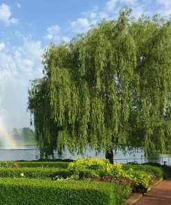 Fast Growing Trees Weeping Willow Willow Trees