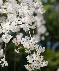 Fast Growing Trees Weeping Yoshino Cherry Tree 9 Fast Growing Trees Weeping Yoshino Cherry Tree