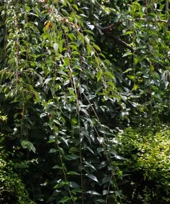 Fast Growing Trees Weeping Yoshino Cherry Tree 10 Fast Growing Trees Weeping Yoshino Cherry Tree