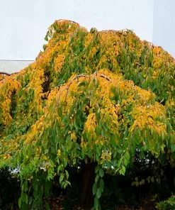 Fast Growing Trees Weeping Yoshino Cherry Tree 11 Fast Growing Trees Weeping Yoshino Cherry Tree