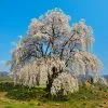 Fast Growing Trees Weeping Yoshino Cherry Tree 2 Fast Growing Trees Weeping Yoshino Cherry Tree