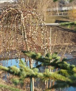Fast Growing Trees Weeping Pussy Willow Willow Trees