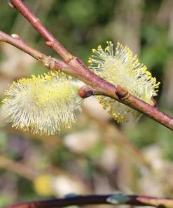 Fast Growing Trees Weeping Pussy Willow Willow Trees