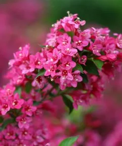Fast Growing Trees Sonic Bloom® Weigela Shrub See All Flowering Trees 8 Fast Growing Trees Sonic Bloom® Weigela Shrub See All Flowering Trees