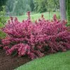 Fast Growing Trees Sonic Bloom® Weigela Shrub See All Flowering Trees 2 Fast Growing Trees Sonic Bloom® Weigela Shrub See All Flowering Trees