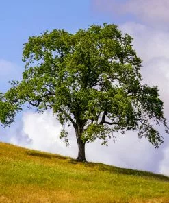 Fast Growing Trees West Coast Live Oak 8 Fast Growing Trees West Coast Live Oak