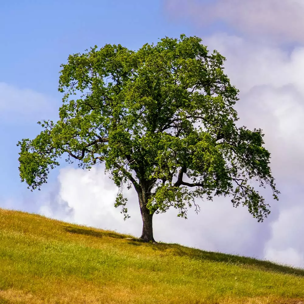Fast Growing Trees West Coast Live Oak 5 Fast Growing Trees West Coast Live Oak