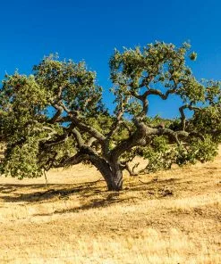 Fast Growing Trees West Coast Live Oak