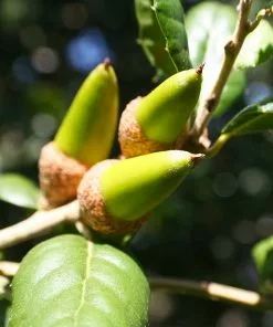 Fast Growing Trees West Coast Live Oak 9 Fast Growing Trees West Coast Live Oak