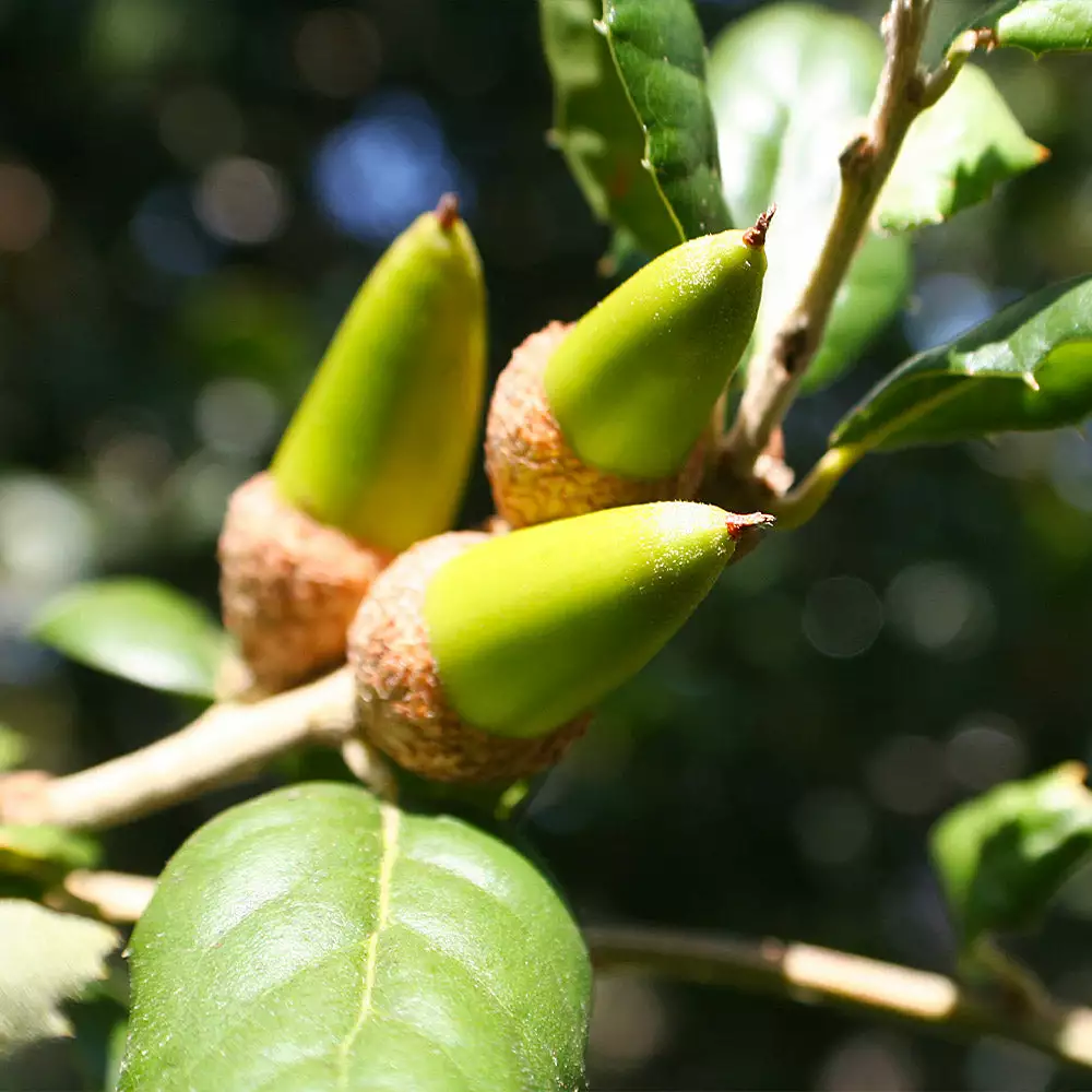 Fast Growing Trees West Coast Live Oak 6 Fast Growing Trees West Coast Live Oak