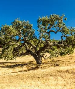 Fast Growing Trees West Coast Live Oak