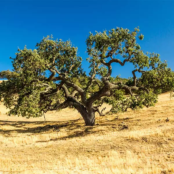 Fast Growing Trees West Coast Live Oak 3 Fast Growing Trees West Coast Live Oak