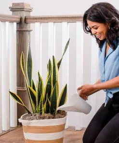 Fast Growing Trees Garden Supplies Watering Can